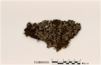 藏品(藻紋梅衣屬)的圖片